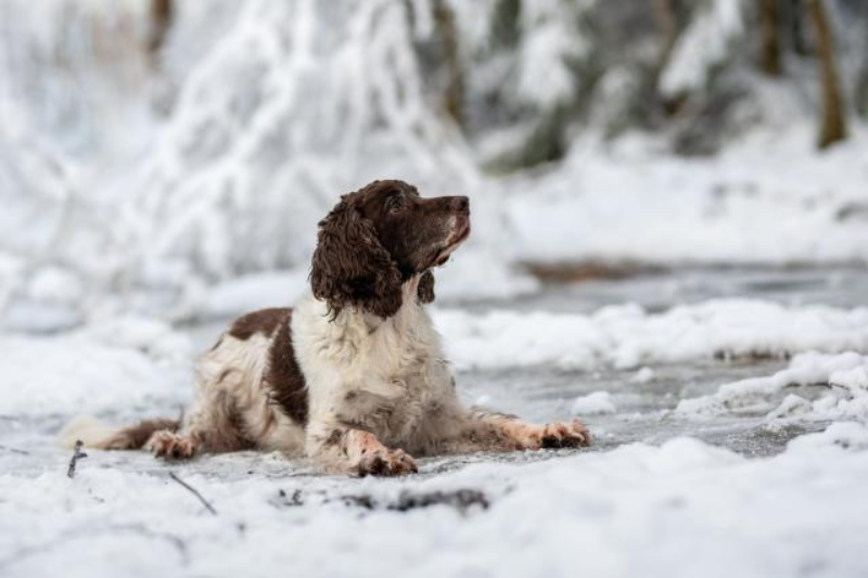 live update london faces cold snap – urgent warning for dog walkers near frozen lakes