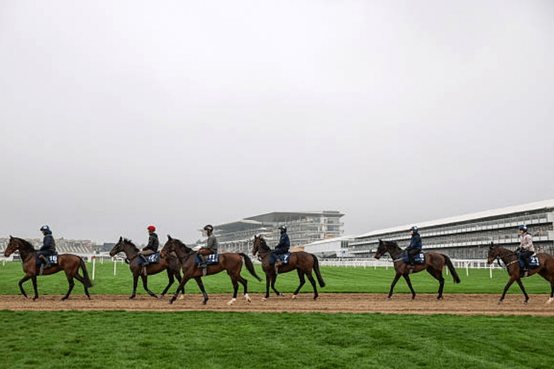 top paddy power cheltenham odds 2026 best bets for festival glory