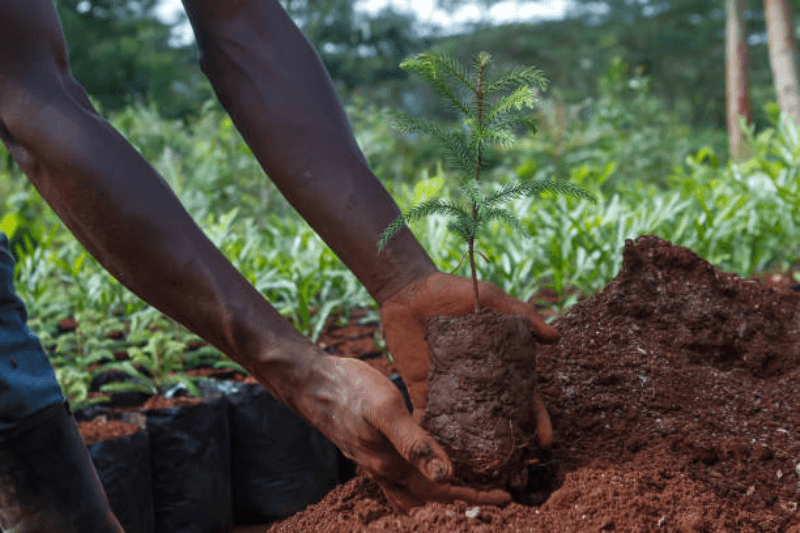 earth day 2026 kenyan activist 24000 trees guinness record