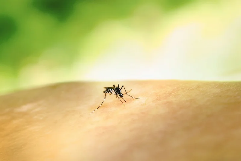 why mosquitoes bite some people more than others