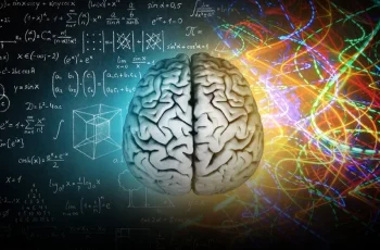 brain