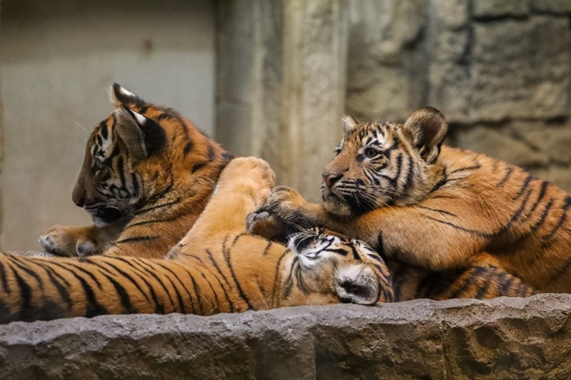 five tiger