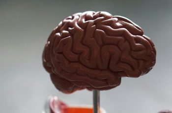 what happens to your brain during a disease outbreak