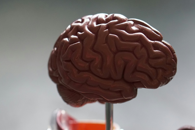 what happens to your brain during a disease outbreak
