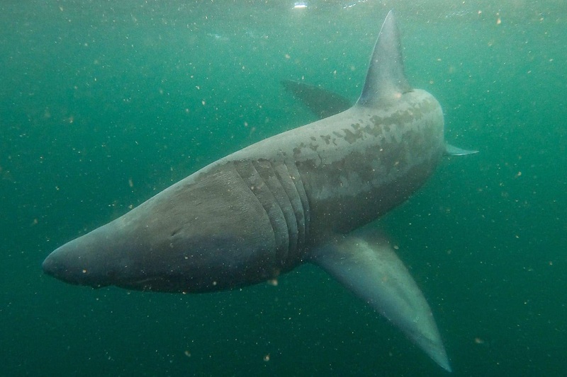 where to see giant basking sharks in ireland