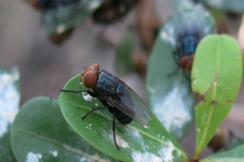 Texas Sterile Fly Facility