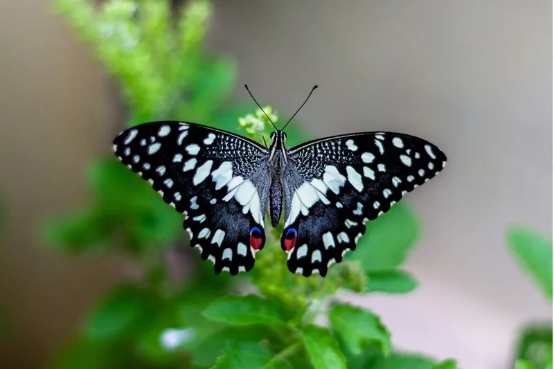 butterfly populations