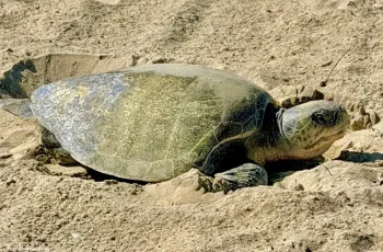Olive Ridley turtles