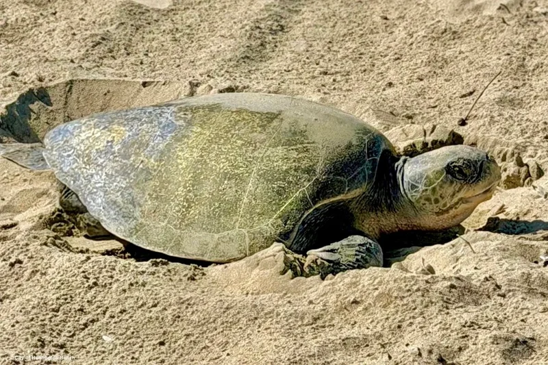 Olive Ridley turtles