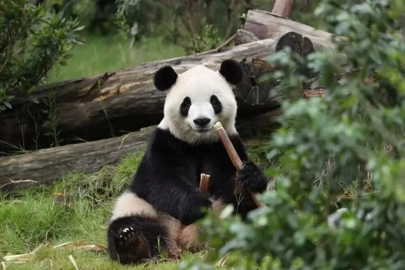Giant Pandas